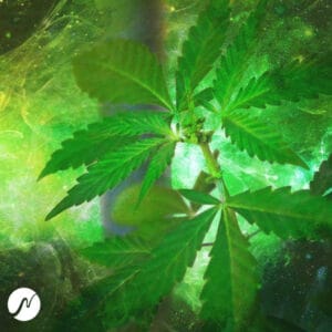 Cannabis Frequenz