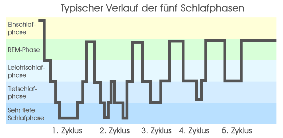 Schlafphasen